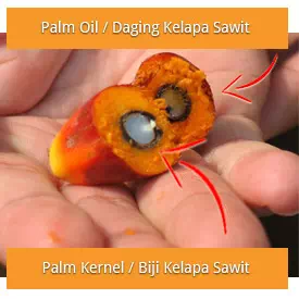 Kandungan minyak kelapa sawit, palm kernel oil dan palm oil